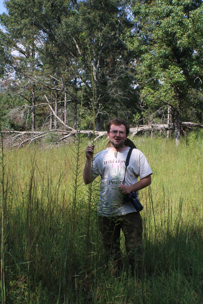 Swamp Sunflower photo 8
