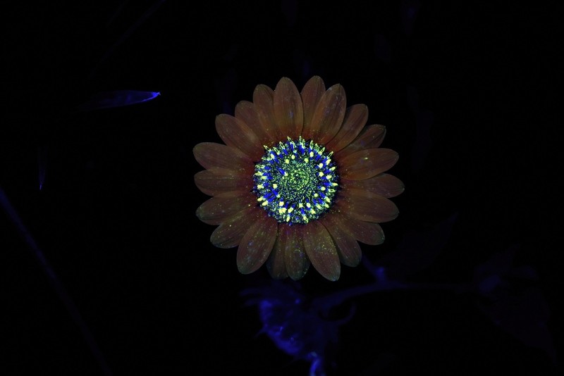 Common Sunflower photo 2