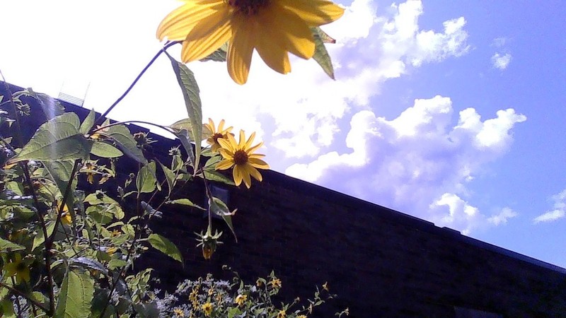 Common Sunflower photo 3