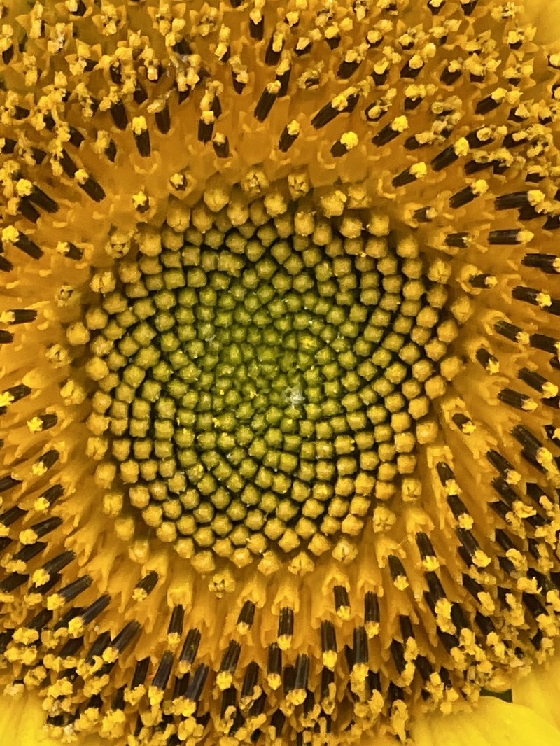 Common Sunflower photo 4