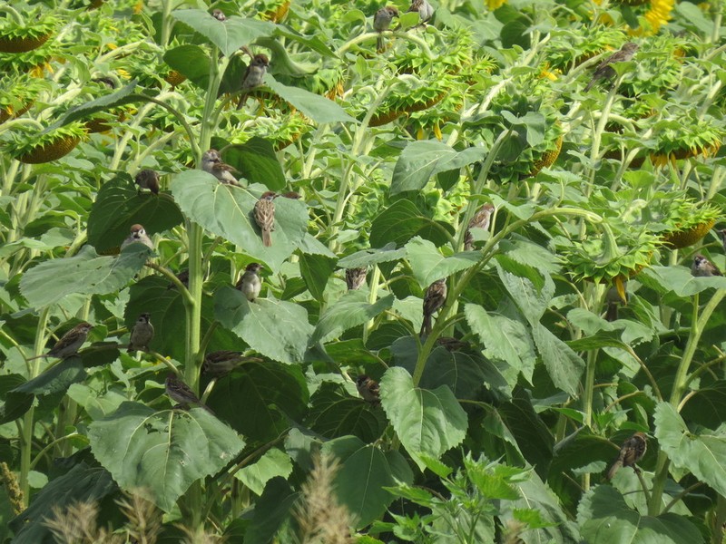 Common Sunflower photo 5