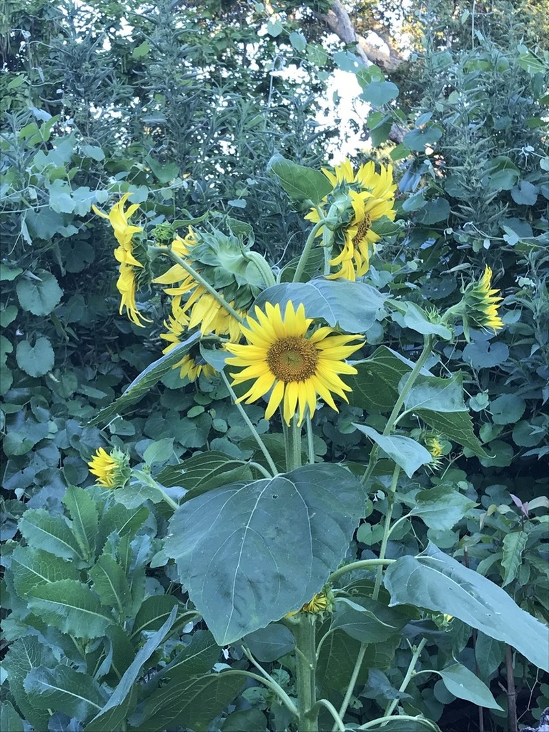 Common Sunflower photo 7