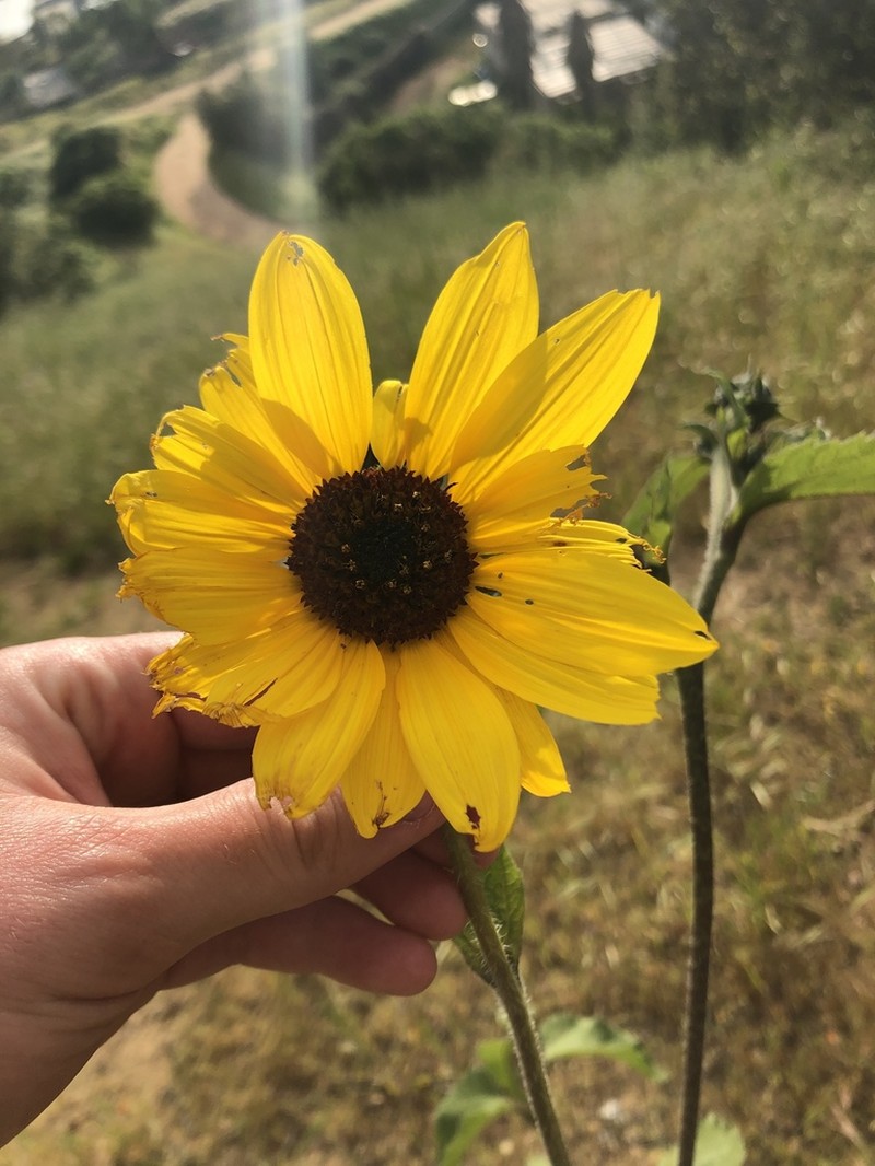 Common Sunflower photo 8