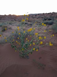 Western Sunflower