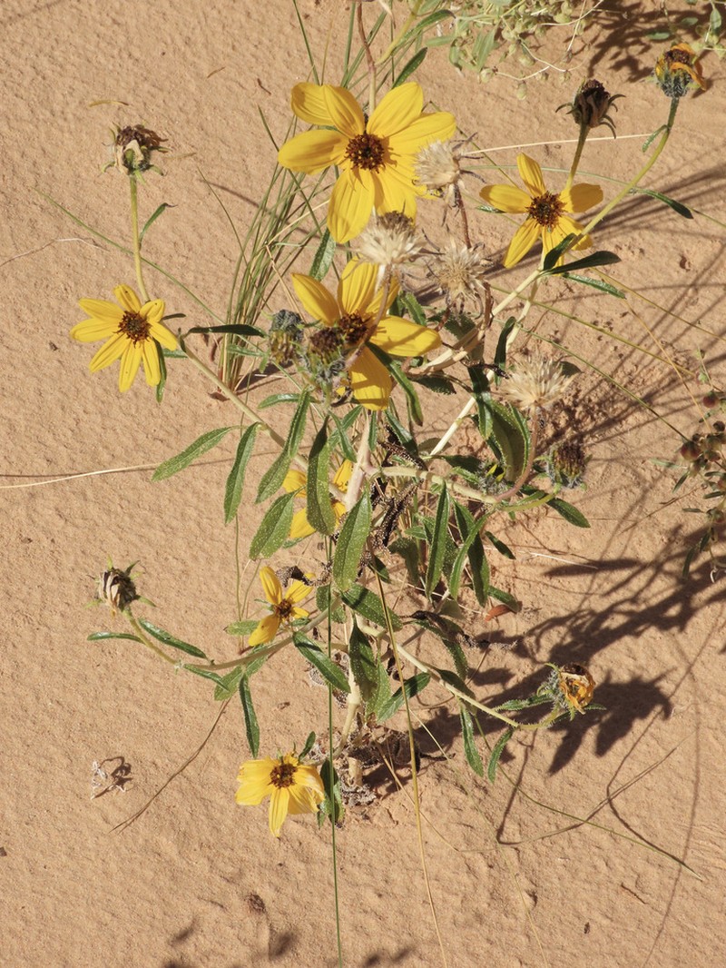 Western Sunflower photo 2