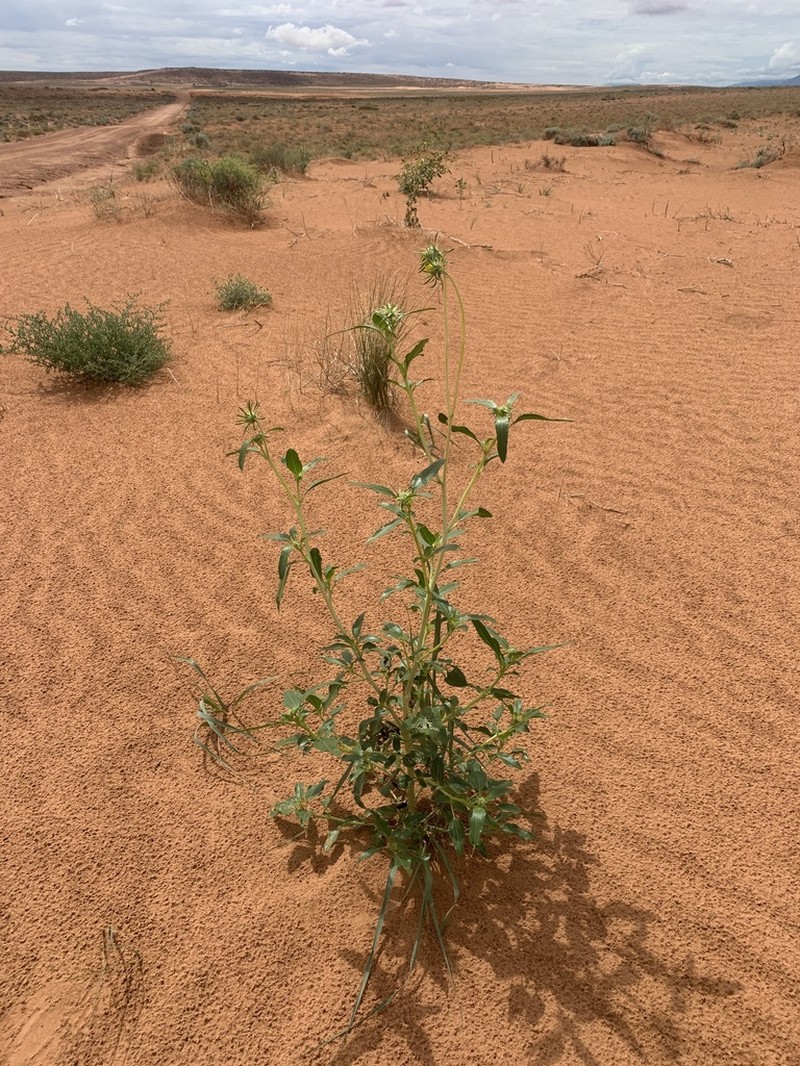 Western Sunflower photo 3