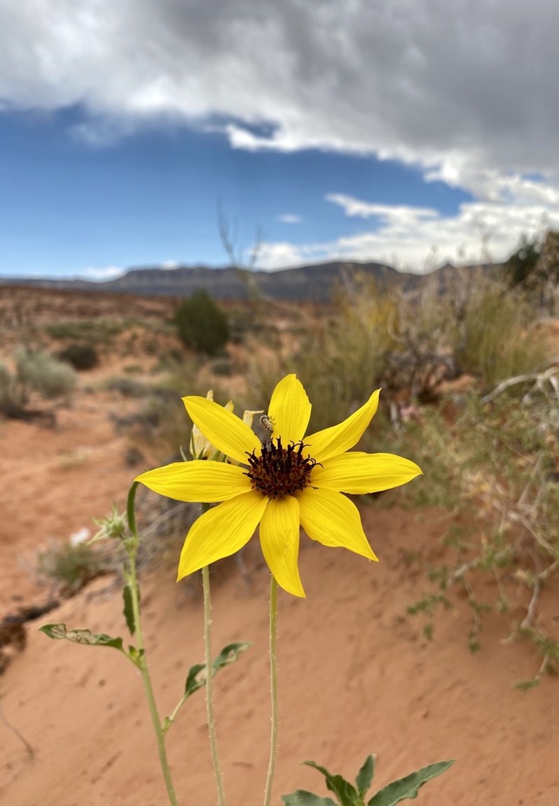Western Sunflower photo 4