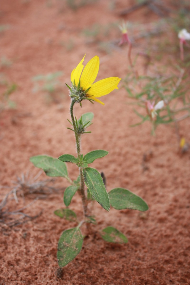 Western Sunflower photo 5