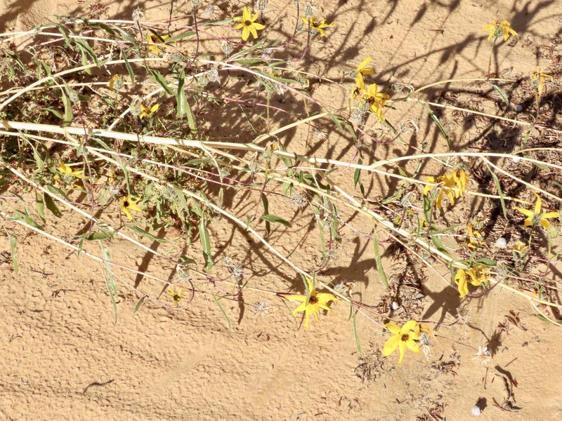 Western Sunflower photo 6