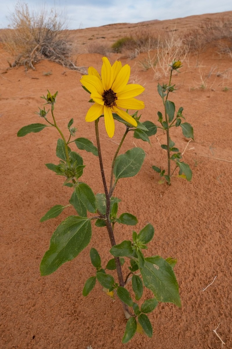 Western Sunflower photo 7