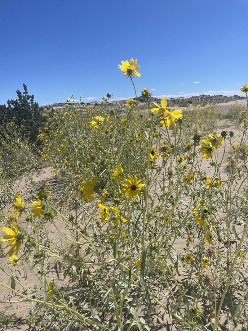 Western Sunflower photo 8