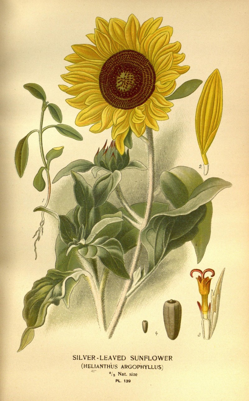 Silverleaf Sunflower