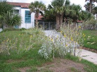 Silverleaf Sunflower