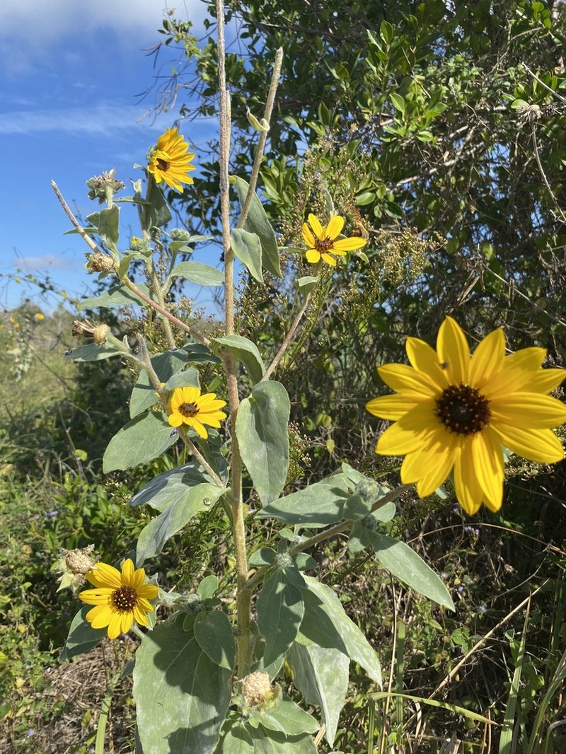 Silverleaf Sunflower photo 2