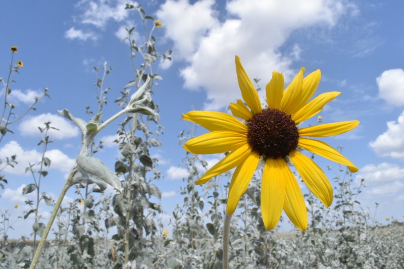 Silverleaf Sunflower photo 3