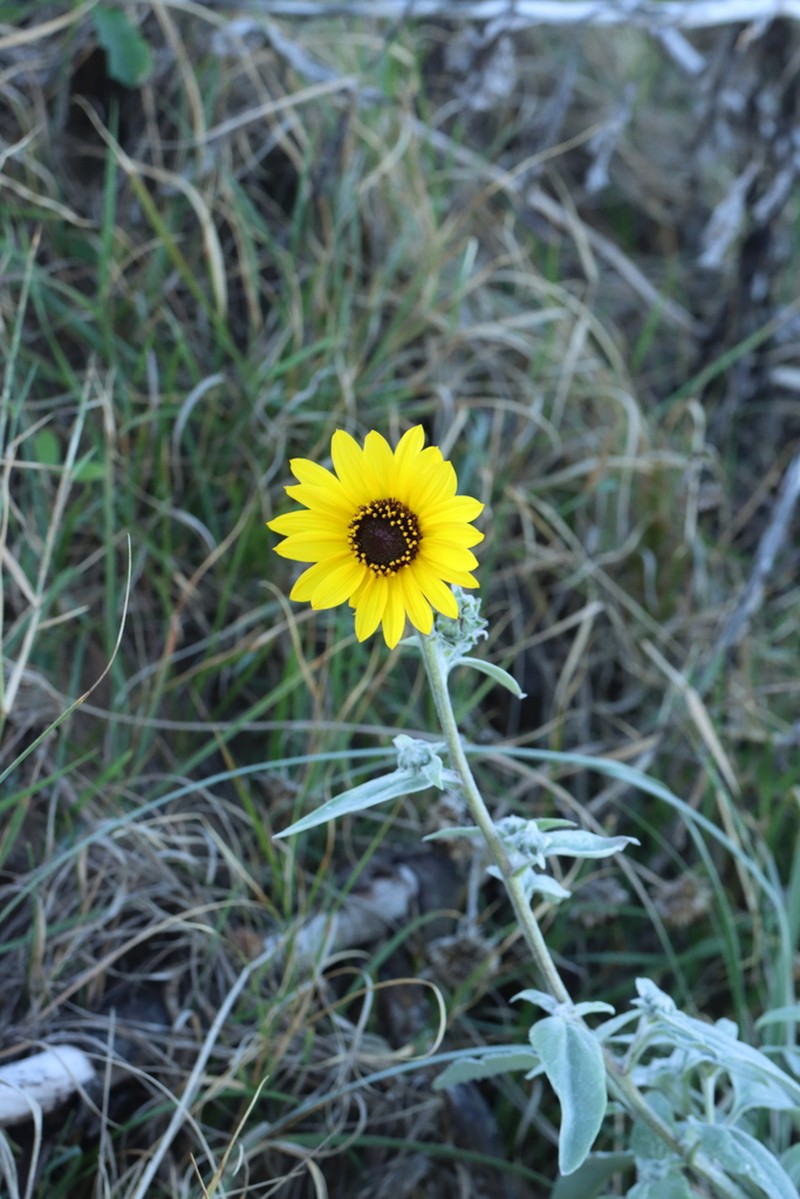 Silverleaf Sunflower photo 4