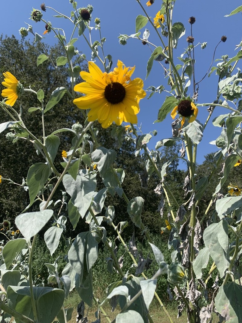 Silverleaf Sunflower photo 5