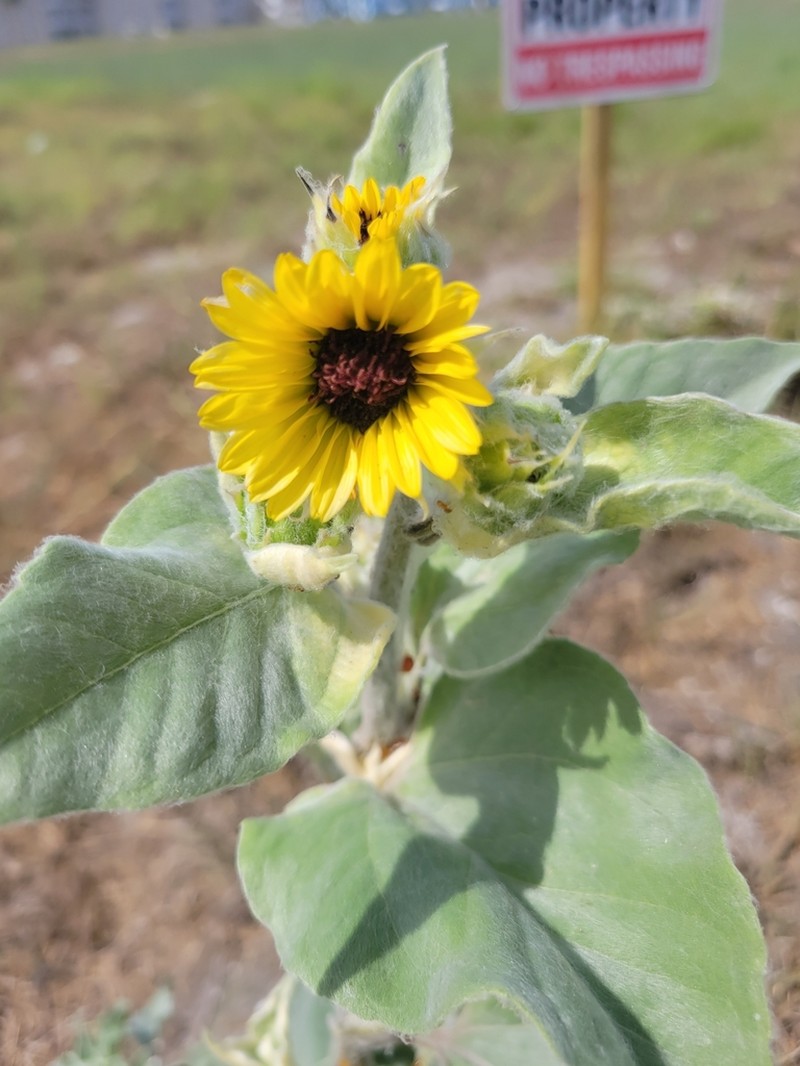 Silverleaf Sunflower photo 6