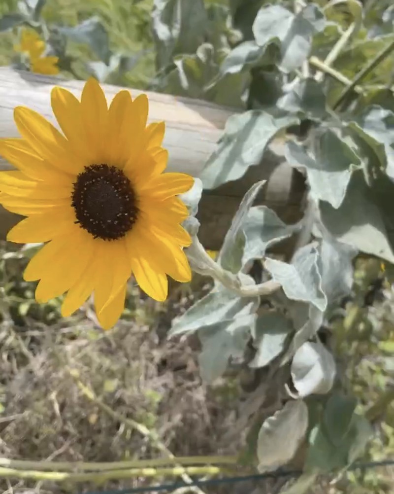 Silverleaf Sunflower photo 7