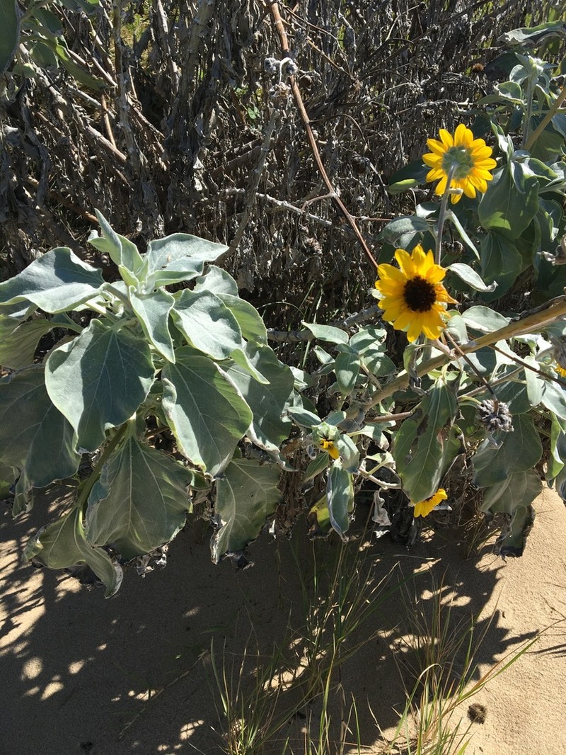 Silverleaf Sunflower photo 8