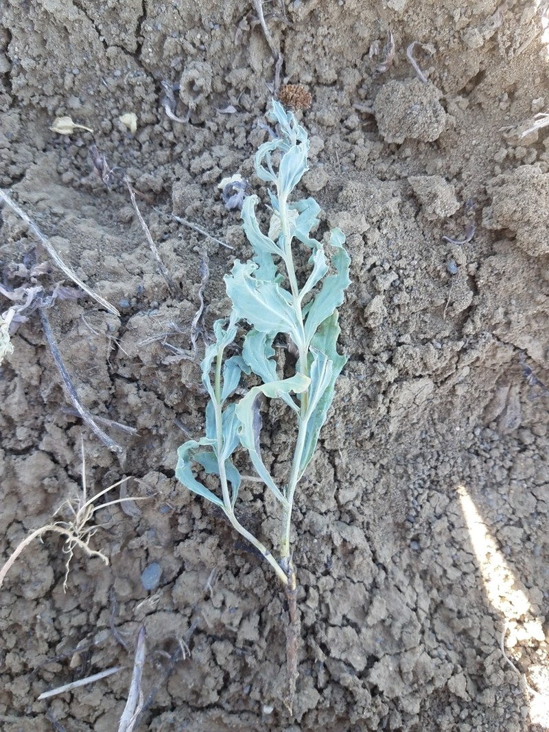 Arizona Sunflower photo 4
