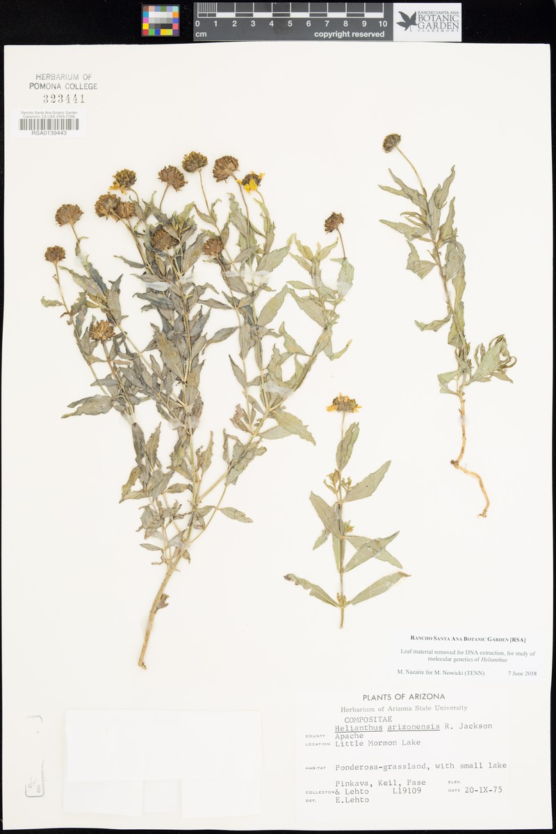 Arizona Sunflower photo 6