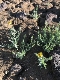 Arizona Sunflower