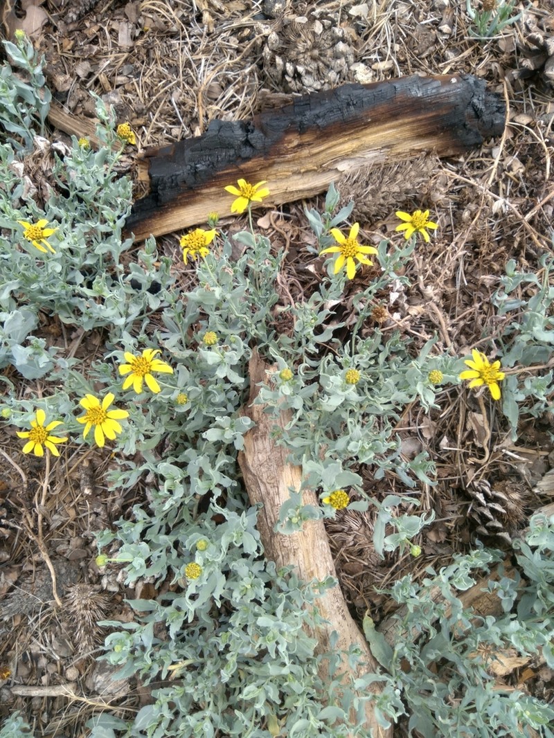 Arizona Sunflower photo 2