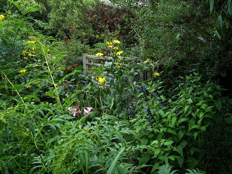 Purpledisk Sunflower photo 4