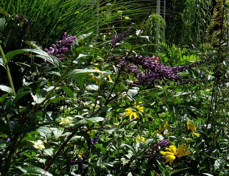 Purpledisk Sunflower photo 2