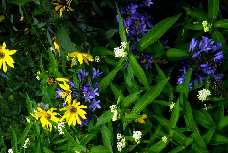 Purpledisk Sunflower photo 3
