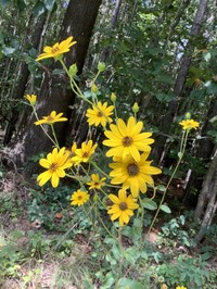 Purpledisk Sunflower