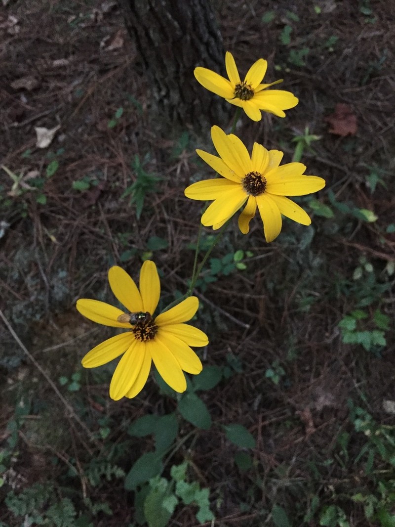 Purpledisk Sunflower photo 2