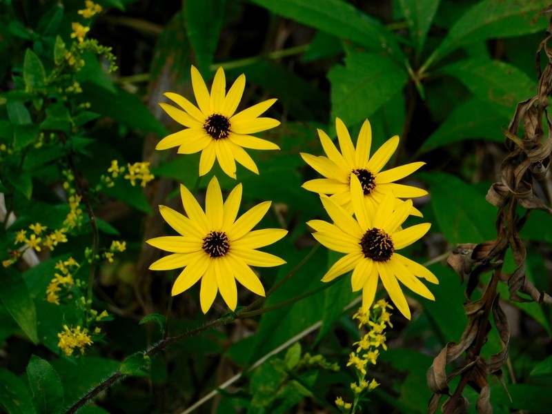 Purpledisk Sunflower photo 5