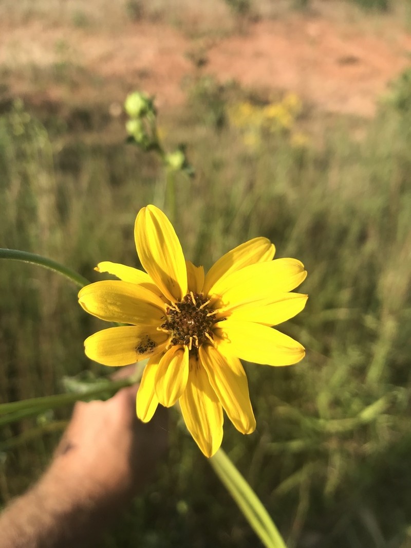 Purpledisk Sunflower photo 6