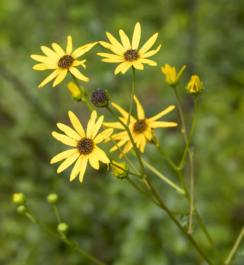 Purpledisk Sunflower photo 7