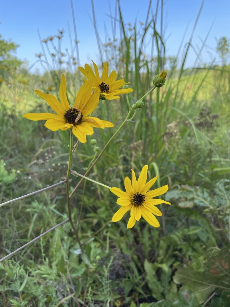 Purpledisk Sunflower photo 8