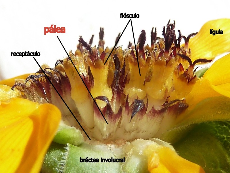 Serpentine Sunflower photo 3