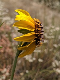 Serpentine Sunflower