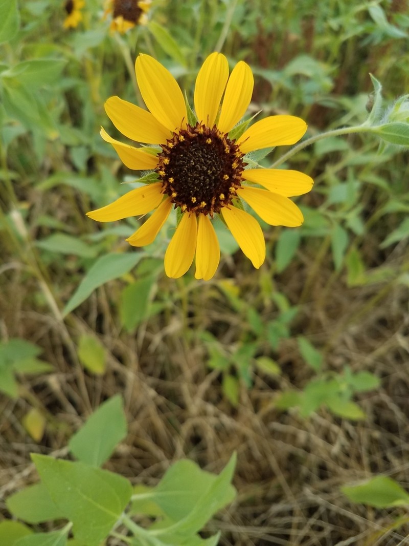 Serpentine Sunflower photo 2