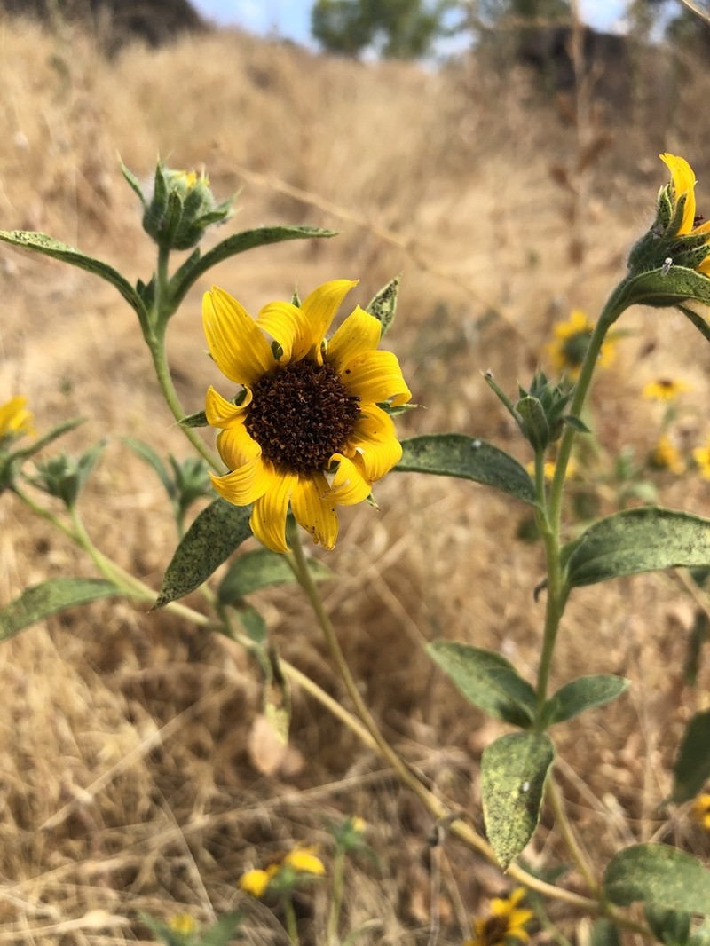 Serpentine Sunflower photo 3