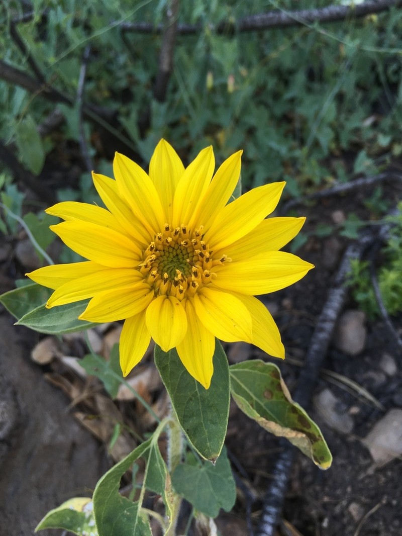 Serpentine Sunflower photo 4