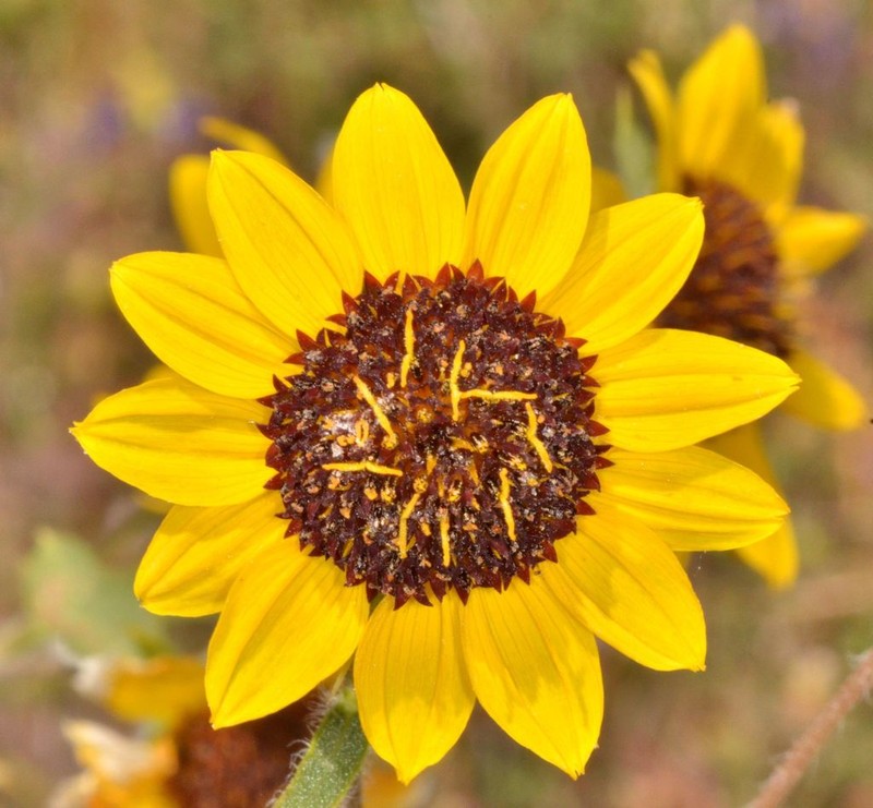 Serpentine Sunflower photo 5