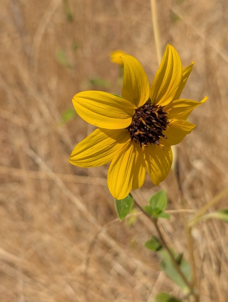 Serpentine Sunflower photo 6