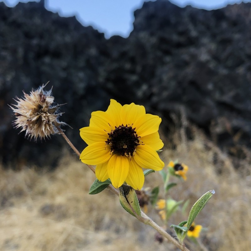 Serpentine Sunflower photo 7