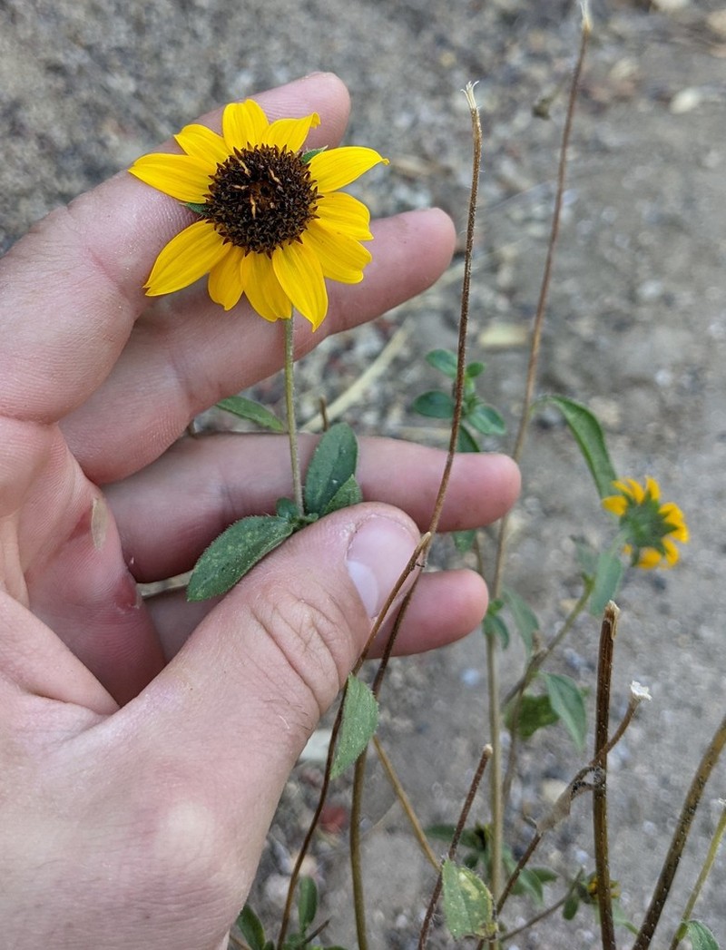 Serpentine Sunflower photo 8