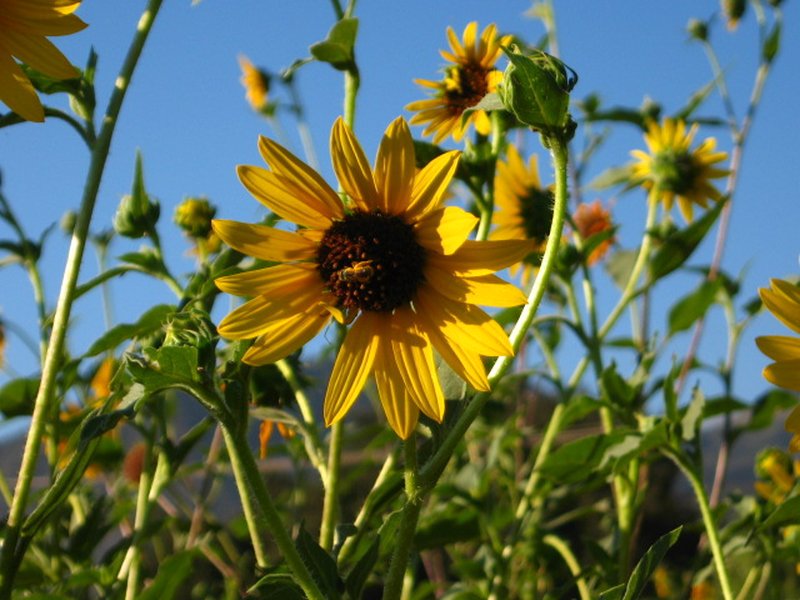 California Sunflower