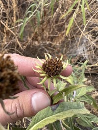 California Sunflower