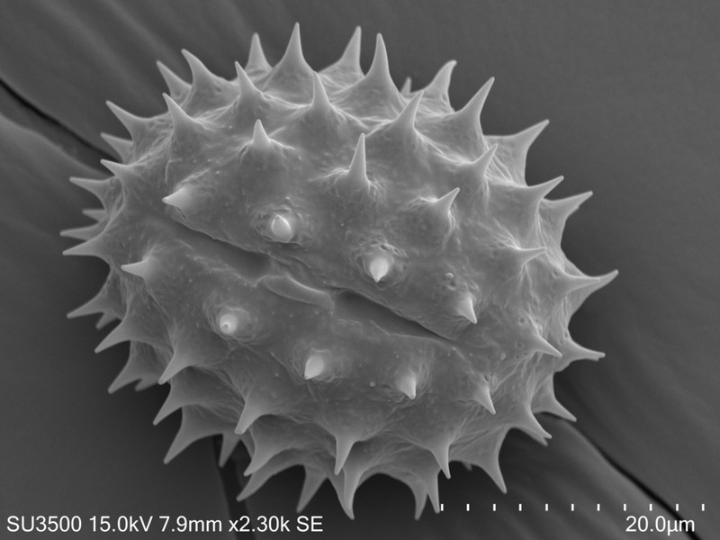 California Sunflower photo 2