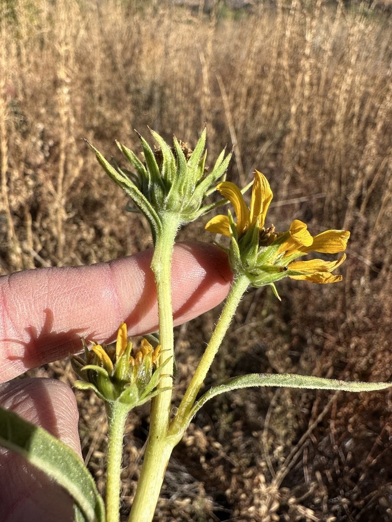 California Sunflower photo 3